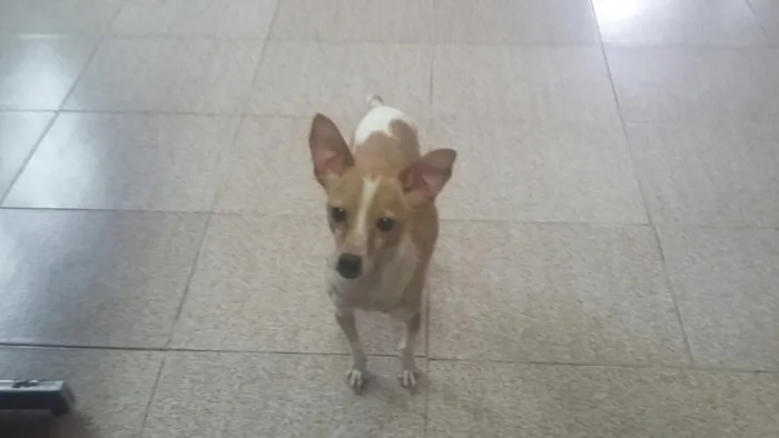 Cachorro ra a Fox Paulistinha idade 2 anos nome Paçoca