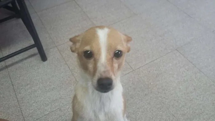 Cachorro ra a Fox Paulistinha idade 2 anos nome Paçoca