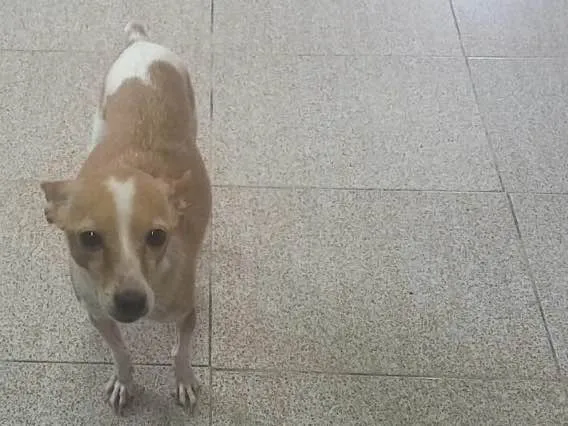 Cachorro ra a Fox Paulistinha idade 2 anos nome Paçoca