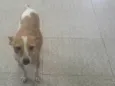 Paçoca