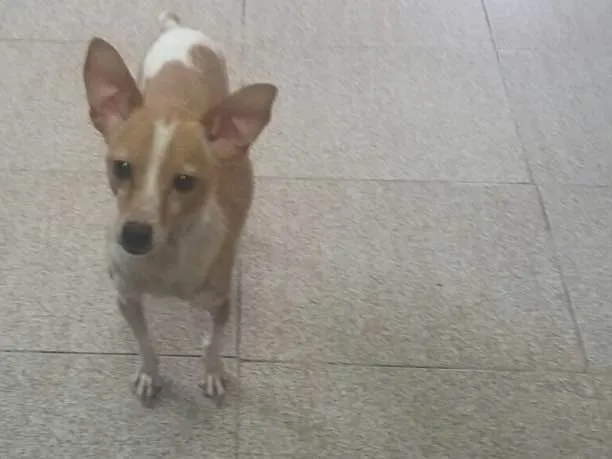Cachorro ra a Fox Paulistinha idade 2 anos nome Paçoca