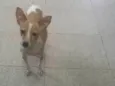 Paçoca