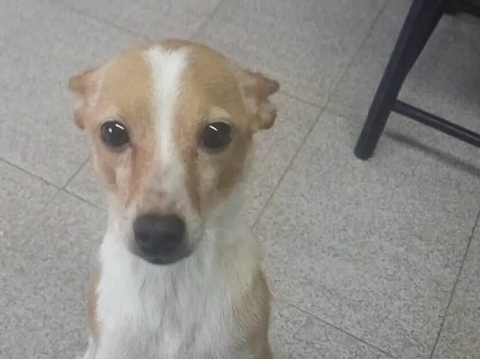 Cachorro ra a Fox Paulistinha idade 2 anos nome Paçoca