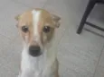 Paçoca