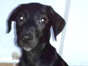 Cachorro raça srd idade 2 a 6 meses nome Cloe