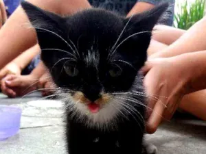 Gato raça Não sei idade 2 a 6 meses nome Princesa