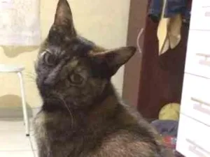 Gato raça SRD idade 1 ano nome Nina