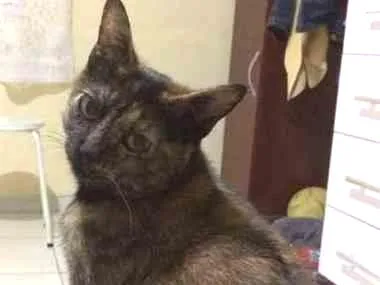 Gato ra a SRD idade 1 ano nome Nina