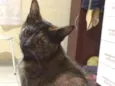 Nina