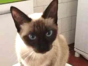 Gato raça SRD idade 7 a 11 meses nome Malu