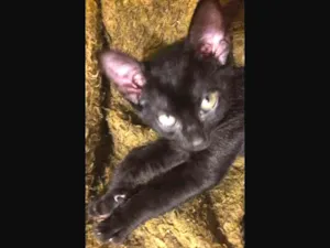Gato raça mestiço idade 2 a 6 meses nome Filhote