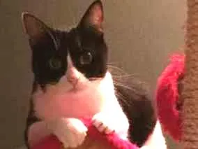 Gato raça Vira Lata Frajola idade 4 anos nome Yasmin
