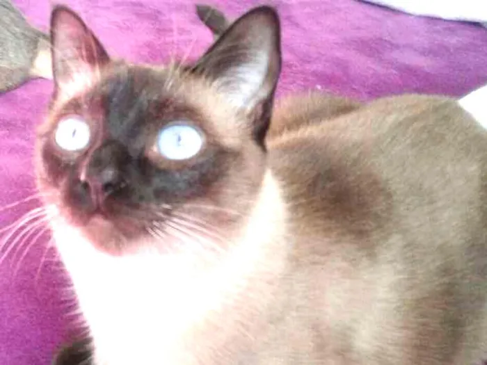 Gato ra a Siamês idade 1 ano nome Sophie