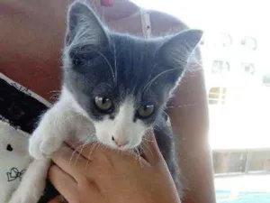 Gato raça srd idade 2 a 6 meses nome luna