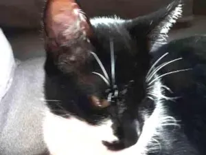 Gato raça Srd idade 7 a 11 meses nome Menino