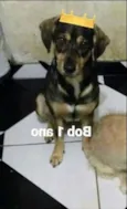 Bob 