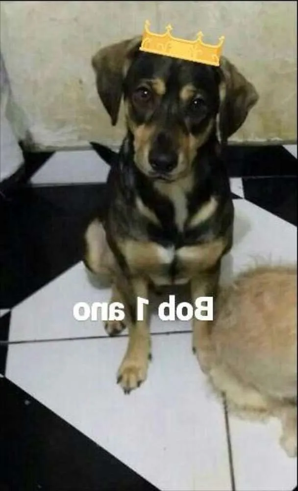 Cachorro ra a Srd idade 1 ano nome Bob 