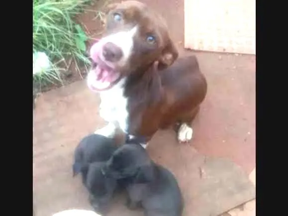 Cachorro ra a Cofape  idade 2 a 6 meses nome Bequilha 