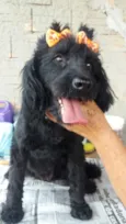 Meg ( Cocker )