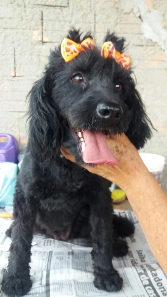 Cachorro ra a Cocker(mestiça) idade 2 anos nome Meg ( Cocker )