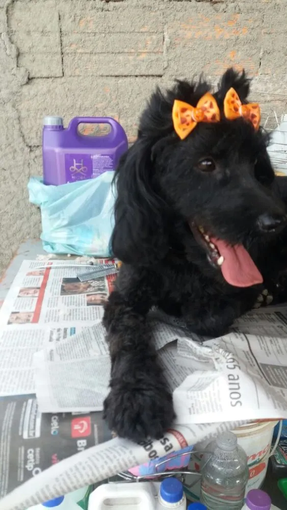 Cachorro ra a Cocker(mestiça) idade 2 anos nome Meg ( Cocker )