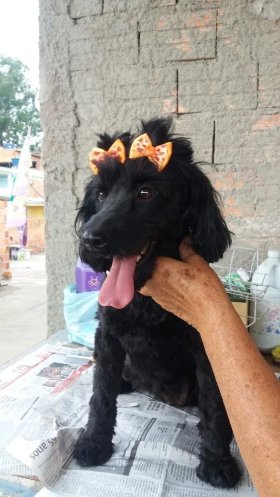 Cachorro ra a Cocker(mestiça) idade 2 anos nome Meg ( Cocker )
