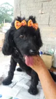 Meg ( Cocker )