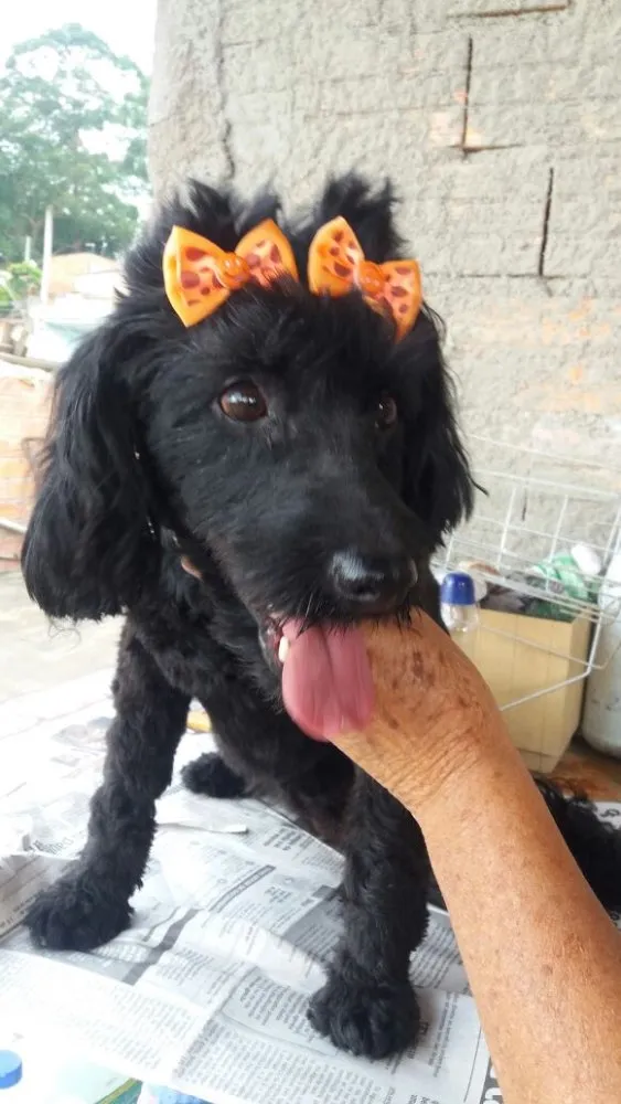 Cachorro ra a Cocker(mestiça) idade 2 anos nome Meg ( Cocker )