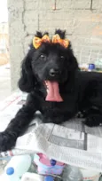 Meg ( Cocker )