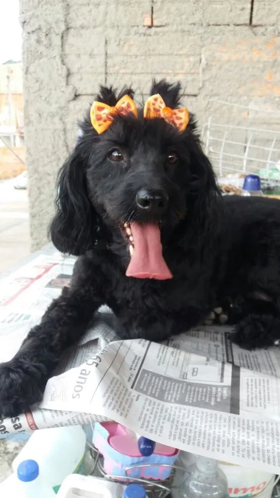 Cachorro ra a Cocker(mestiça) idade 2 anos nome Meg ( Cocker )