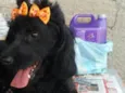 Meg ( Cocker )