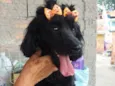 Meg ( Cocker )