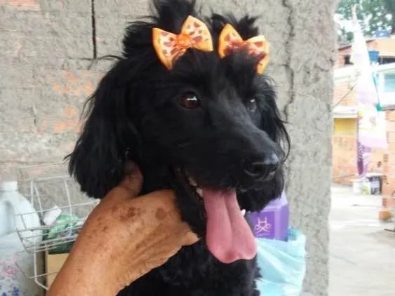 Cachorro ra a Cocker(mestiça) idade 2 anos nome Meg ( Cocker )