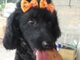 Meg ( Cocker )