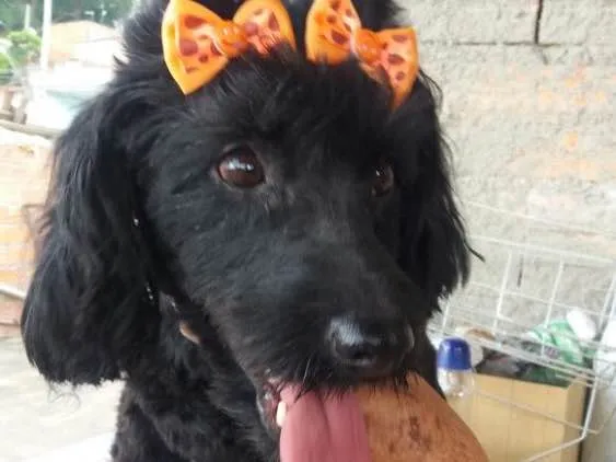 Cachorro ra a Cocker(mestiça) idade 2 anos nome Meg ( Cocker )