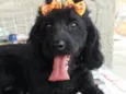 Meg ( Cocker )