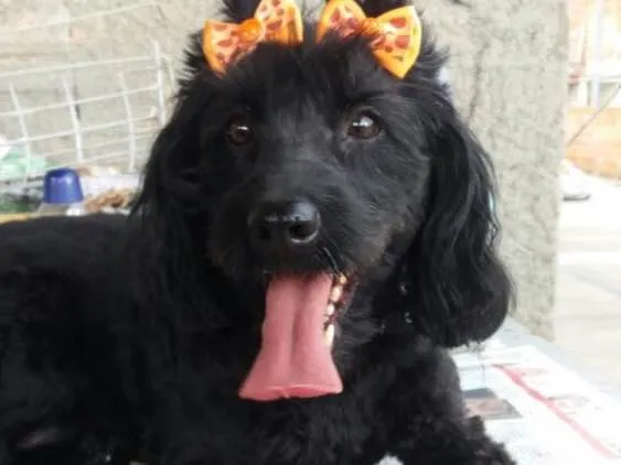 Cachorro ra a Cocker(mestiça) idade 2 anos nome Meg ( Cocker )