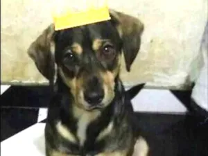 Cachorro raça Srd idade 1 ano nome Bob 