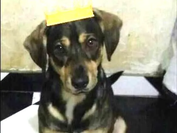Cachorro ra a Srd idade 1 ano nome Bob 