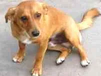 Cachorro raça SRD idade 7 a 11 meses nome Gilson