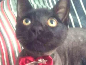Cachorro raça SRD idade 2 a 6 meses nome Pretinho