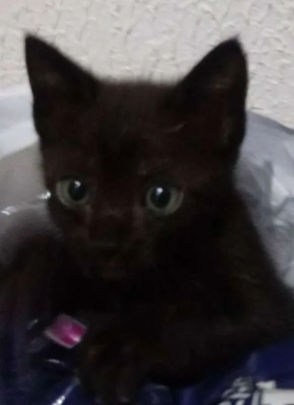 Gato ra a SRD idade Abaixo de 2 meses nome Margô