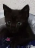 Margô