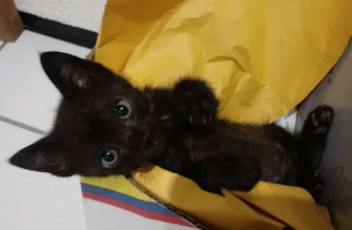 Gato ra a SRD idade Abaixo de 2 meses nome Margô