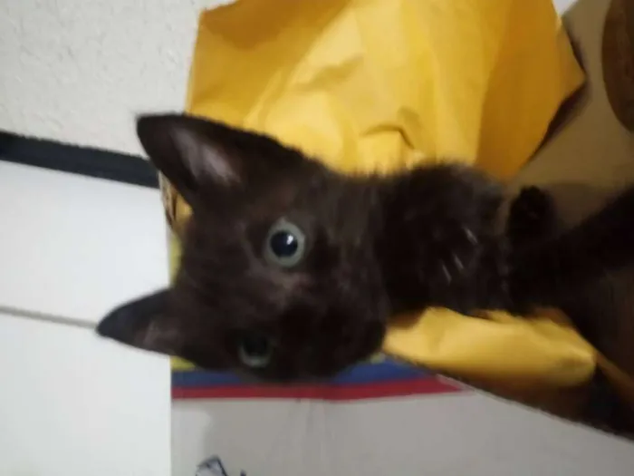 Gato ra a SRD idade Abaixo de 2 meses nome Margô