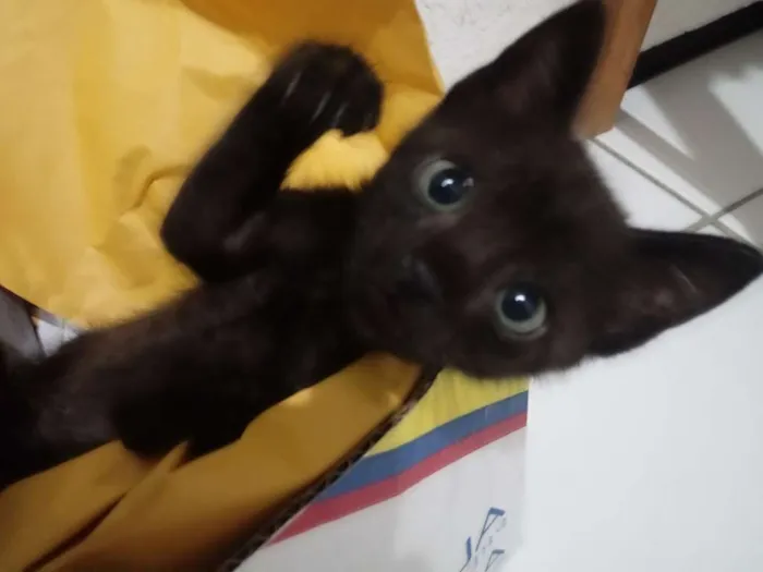 Gato ra a SRD idade Abaixo de 2 meses nome Margô