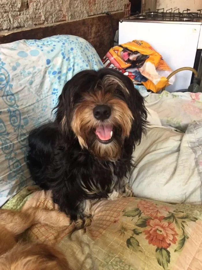 Cachorro ra a Daschund c/ Lhasa?? Mestiça idade 1 ano nome Babi