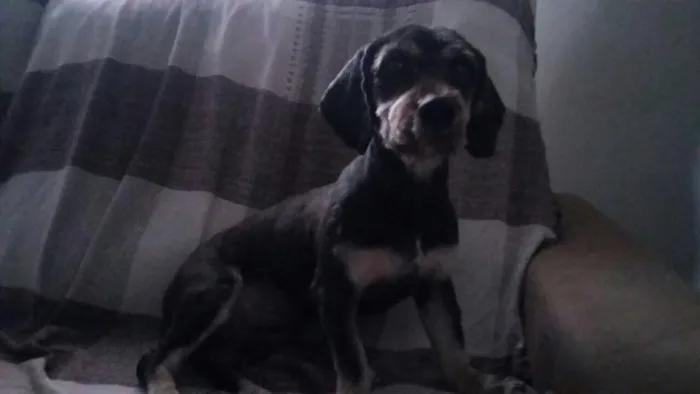 Cachorro ra a Daschund c/ Lhasa?? Mestiça idade 1 ano nome Babi
