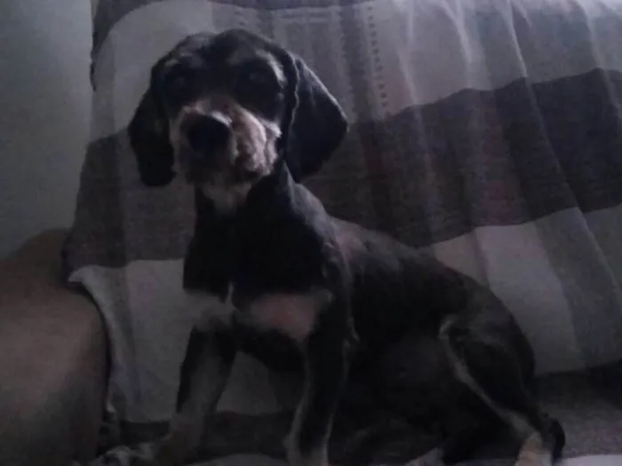 Cachorro ra a Daschund c/ Lhasa?? Mestiça idade 1 ano nome Babi