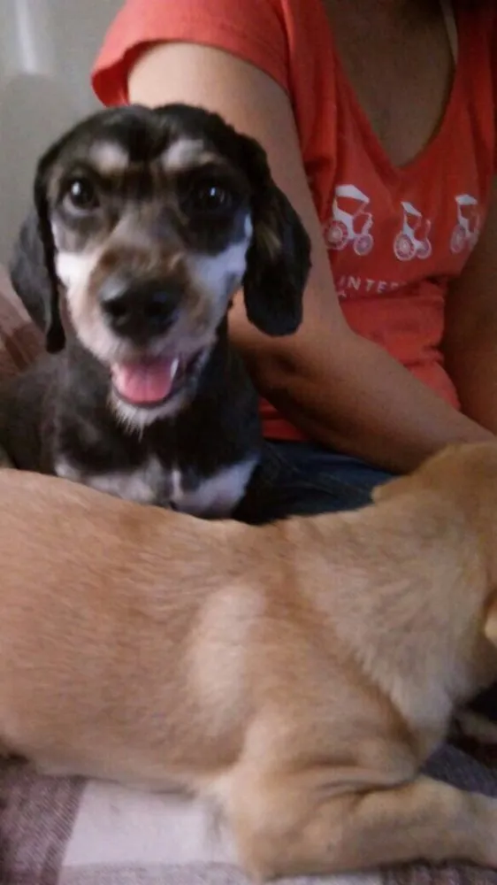 Cachorro ra a Daschund c/ Lhasa?? Mestiça idade 1 ano nome Babi